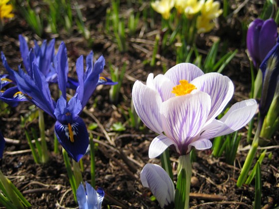 Krokus  
  
2010-04-02 040  
Granudden  
Färjestaden  
Öland