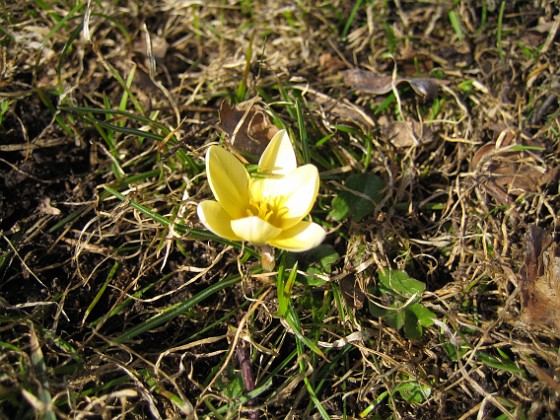 Krokus  
  
2010-04-02 041  
Granudden  
Färjestaden  
Öland