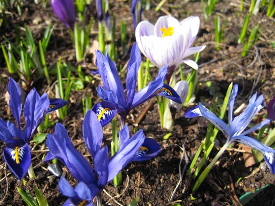 Iris och krokus 
