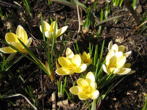 Krokus  
  
2010-04-02 043  
Granudden  
Färjestaden  
Öland