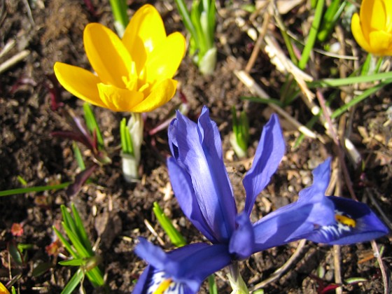 Krokus och Iris 
