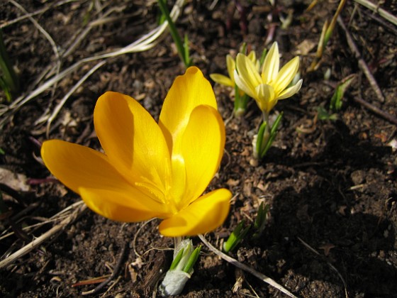 Krokus  
  
2010-04-02 045  
Granudden  
Färjestaden  
Öland