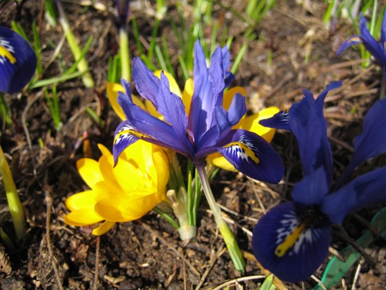 Iris och Krokus {  } 