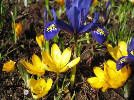 Iris och Krokus