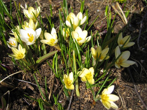 Krokus  
  
2010-04-02 049  
Granudden  
Färjestaden  
Öland