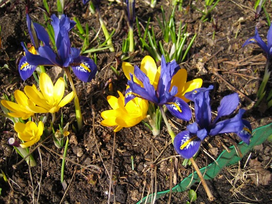 Iris och Krokus