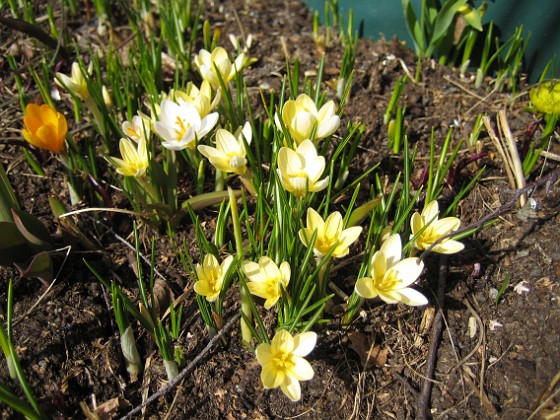 Krokus  
  
2010-04-02 053  
Granudden  
Färjestaden  
Öland