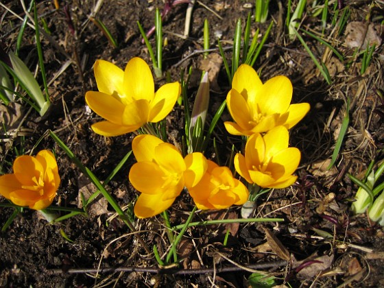 Krokus