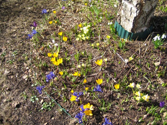 Krokus  
  
2010-04-02 055  
Granudden  
Färjestaden  
Öland