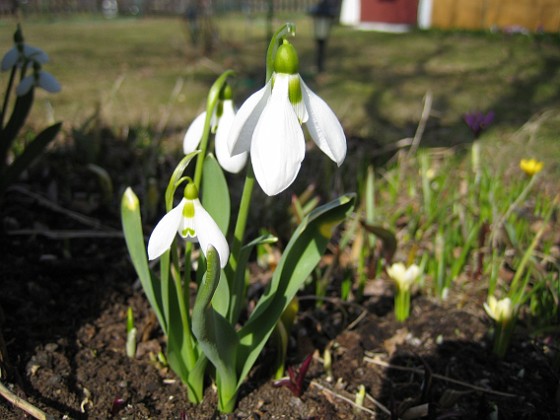 Snödroppar {  } 