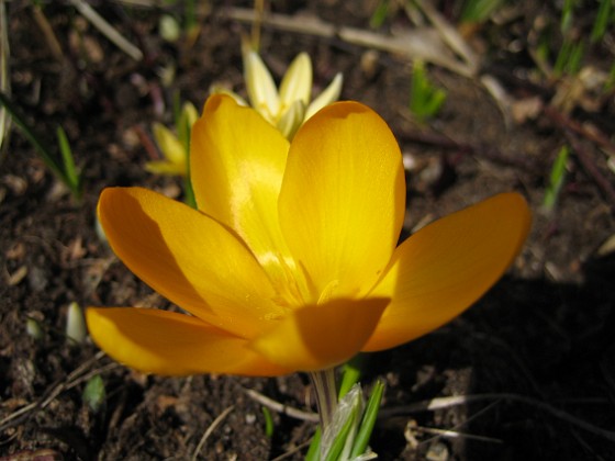 Krokus  
  
2010-04-02 057  
Granudden  
Färjestaden  
Öland