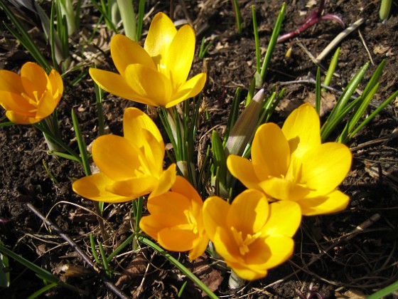 Krokus  
  
2010-04-02 058  
Granudden  
Färjestaden  
Öland