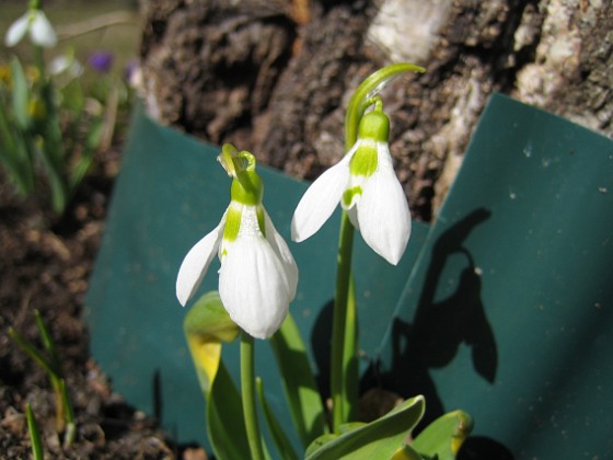 Snödroppar  
  
2010-04-02 059  
Granudden  
Färjestaden  
Öland