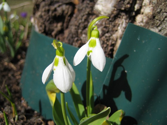 Snödroppar  
  
2010-04-02 060  
Granudden  
Färjestaden  
Öland