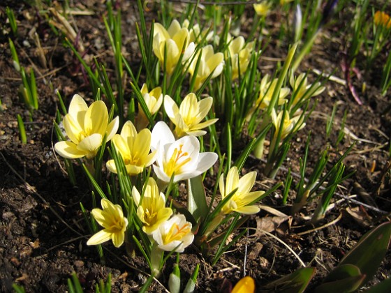 Krokus  
  
2010-04-02 061  
Granudden  
Färjestaden  
Öland