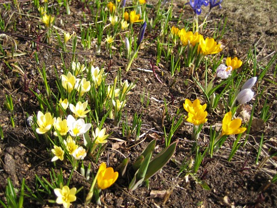 Krokus  
  
2010-04-02 062  
Granudden  
Färjestaden  
Öland