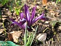 Iris  
  
2010-04-02 020