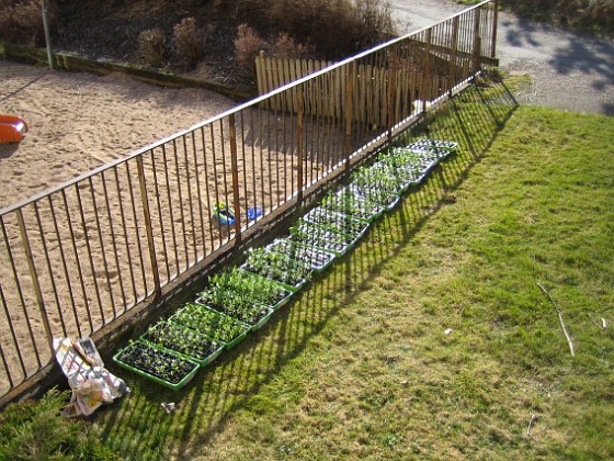 Utomhusodling 
Förra helgen hade jag mina plantor ute i solen (och blåsten).