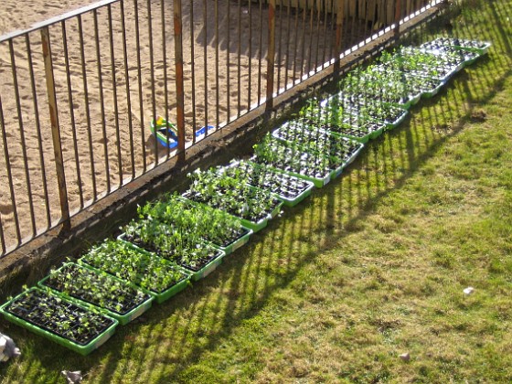 Utomhusodling 
Förra helgen hade jag mina plantor ute i solen (och blåsten).