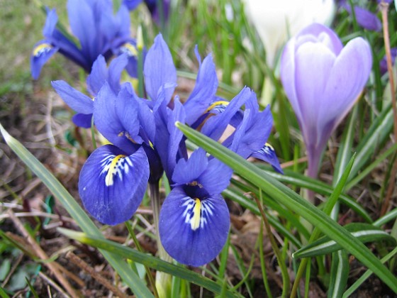 Iris  
  
2010-04-17 020  
Granudden  
Färjestaden  
Öland