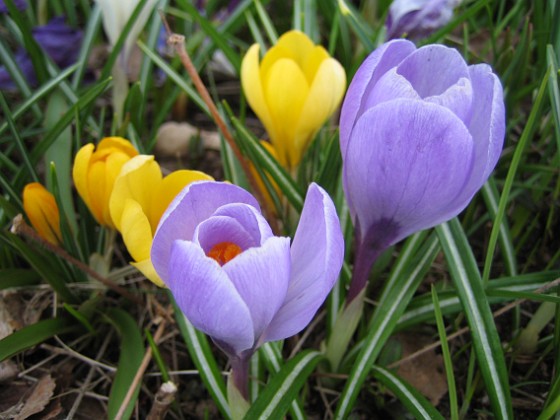 Krokus  
  
2010-04-17 021  
Granudden  
Färjestaden  
Öland