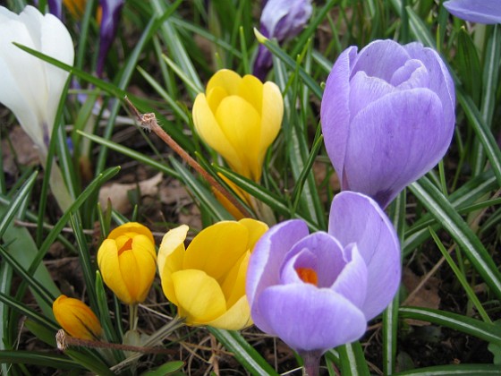 Krokus  
  
2010-04-17 022  
Granudden  
Färjestaden  
Öland