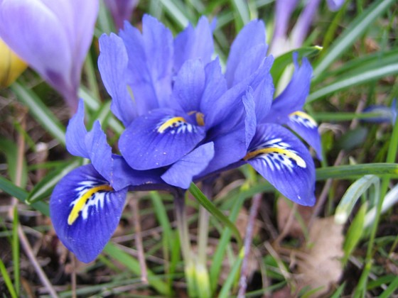 Iris  
  
2010-04-17 023  
Granudden  
Färjestaden  
Öland