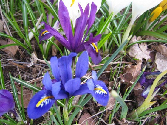 Iris  
  
2010-04-17 024  
Granudden  
Färjestaden  
Öland