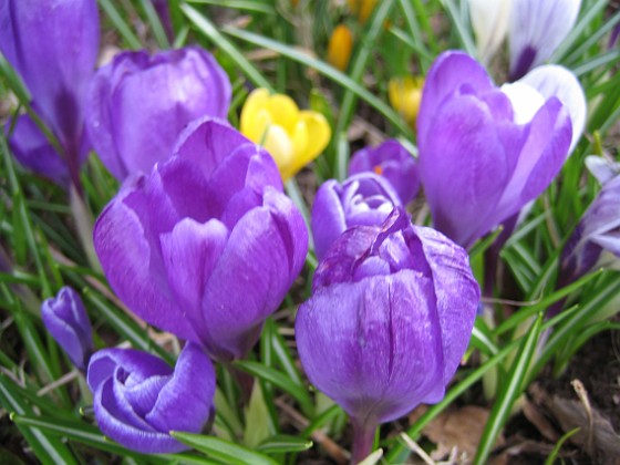 Krokus  
  
2010-04-17 026  
Granudden  
Färjestaden  
Öland