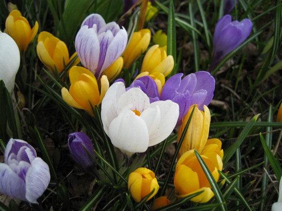 Krokus  
  
2010-04-17 027  
Granudden  
Färjestaden  
Öland