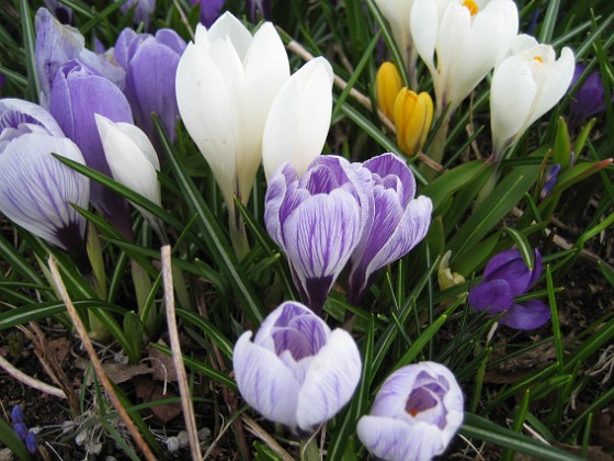 Krokus  
  
2010-04-17 029  
Granudden  
Färjestaden  
Öland