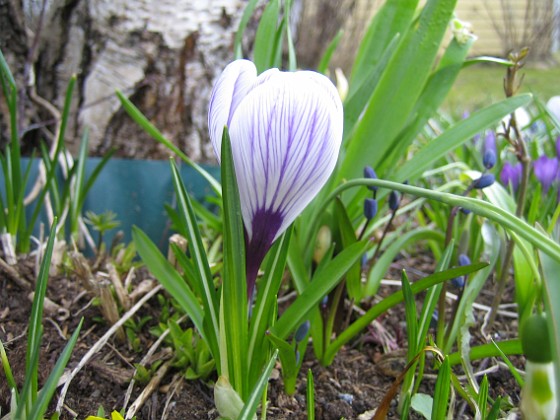 Krokus  
  
2010-04-17 030  
Granudden  
Färjestaden  
Öland