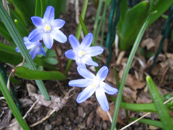 Vårstjärna  
  
2010-04-17 052  
Granudden  
Färjestaden  
Öland