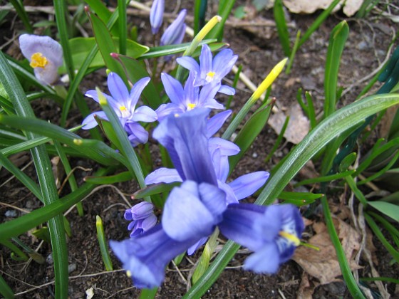 Iris  
  
2010-04-17 053  
Granudden  
Färjestaden  
Öland