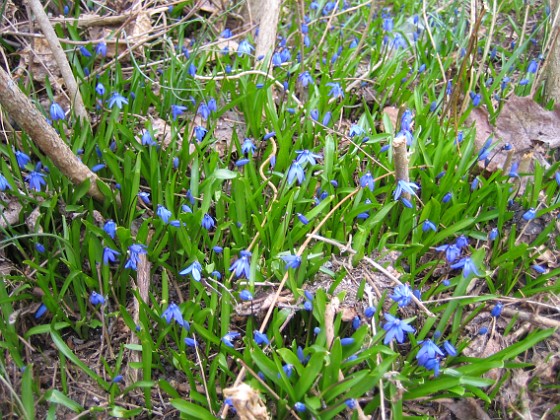 Scilla  
  
2010-04-17 068  
Granudden  
Färjestaden  
Öland