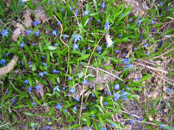 Scilla  
  
2010-04-17 069  
Granudden  
Färjestaden  
Öland