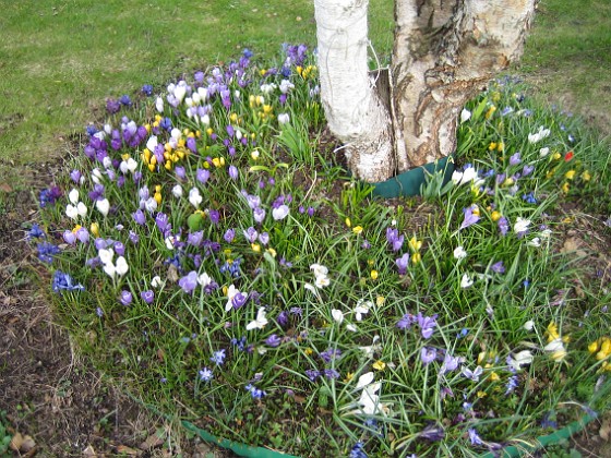 Krokus mm  
  
2010-04-17 071  
Granudden  
Färjestaden  
Öland