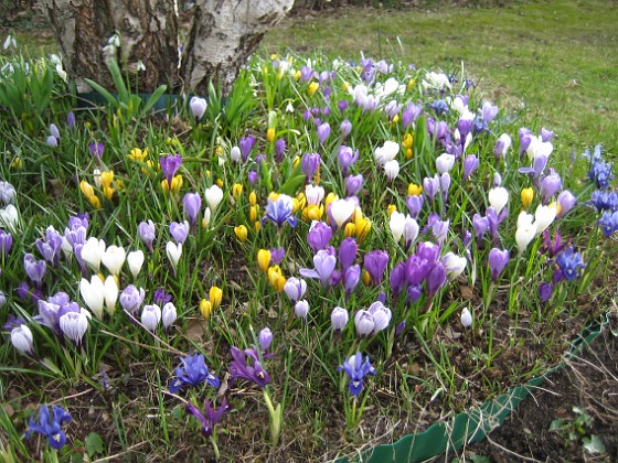 Krokus mm  
  
2010-04-17 076  
Granudden  
Färjestaden  
Öland