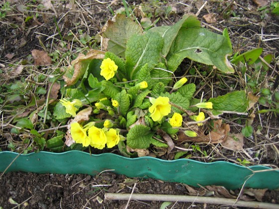 Primula 
