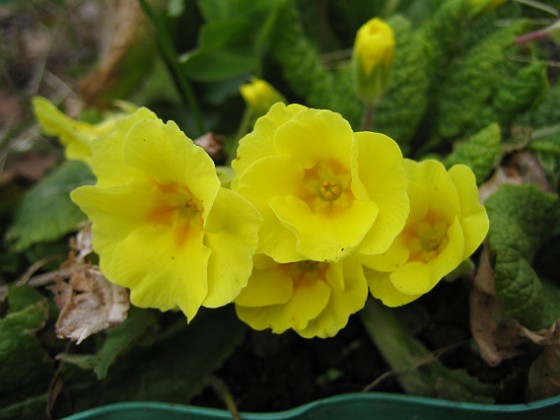 Primula