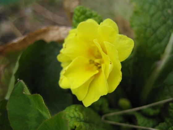 Primula 
