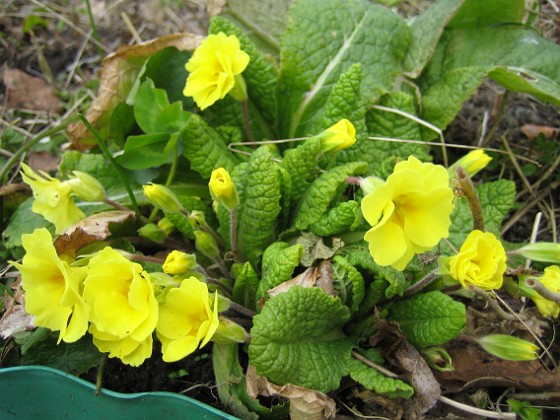 Primula 
