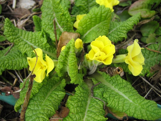 Primula 
