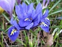 Iris  
  
2010-04-17 023