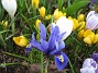 Iris  
  
2010-04-17 028