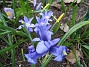 Iris  
  
2010-04-17 053