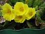 Primula