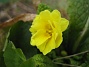 Primula