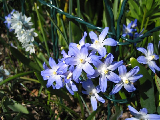 Vårstjärna  
  
2010-04-24 021  
Granudden  
Färjestaden  
Öland