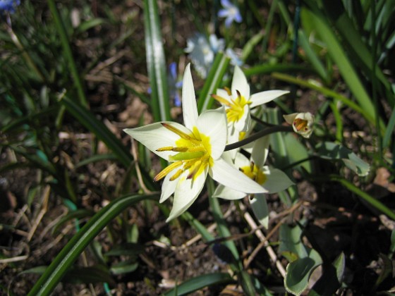 Vildtulpan  
  
2010-04-24 022  
Granudden  
Färjestaden  
Öland